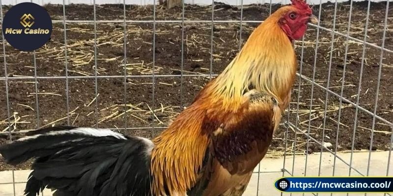 Gà ngũ sắc có được xem là linh kê hay không?