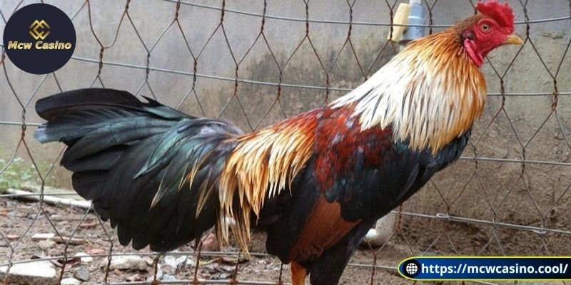 Các đặc điểm nổi bật của giống gà ngũ sắc