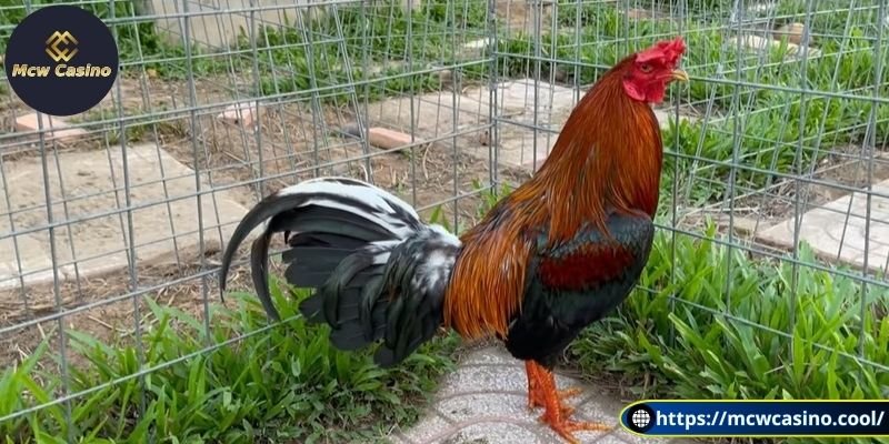 Hướng dẫn nuôi gà đá ngũ sắc chi tiết từ sư kê